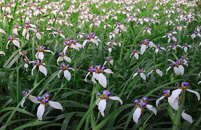 《贪婪之秋》次世代版本对比测试 PS5帧率更加稳定